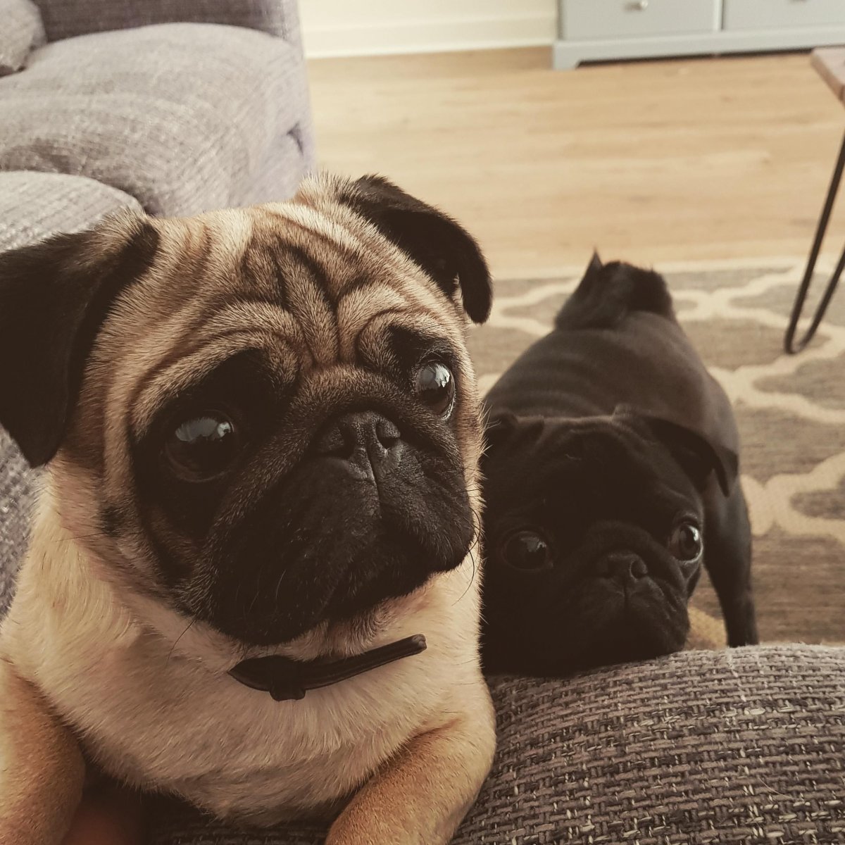 Ушастый Мопс