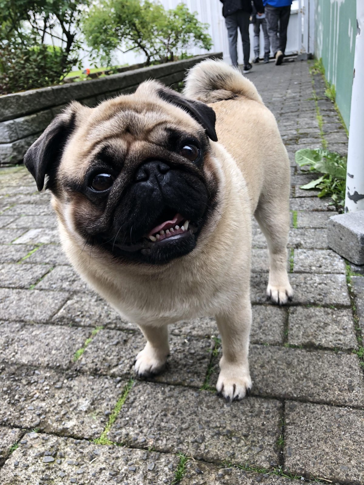 Французский бульдог щенок