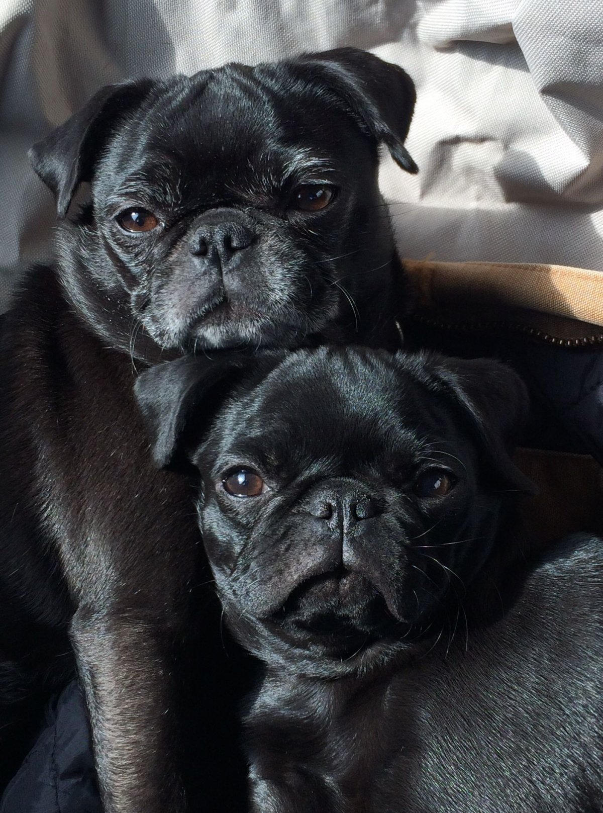 Мопс в костюме Льва