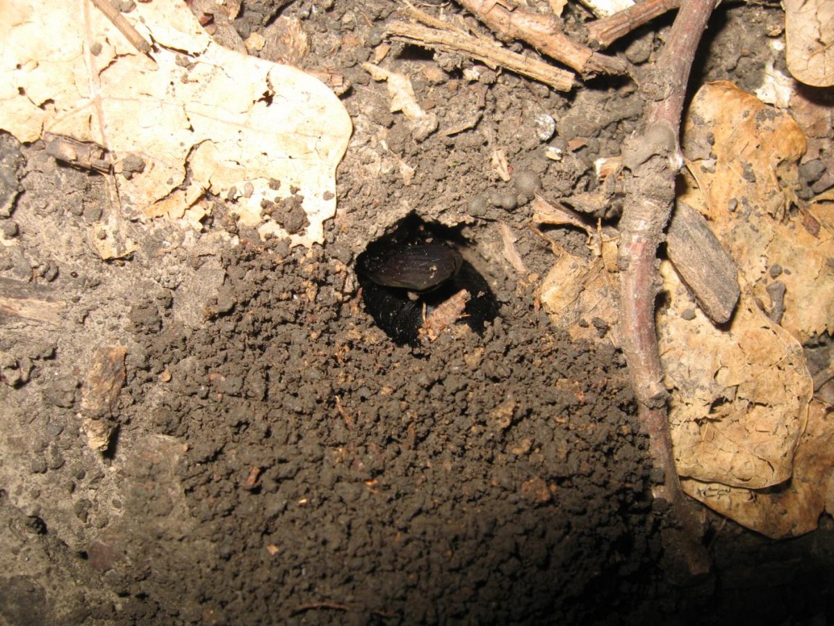 Обыкновенная кутора