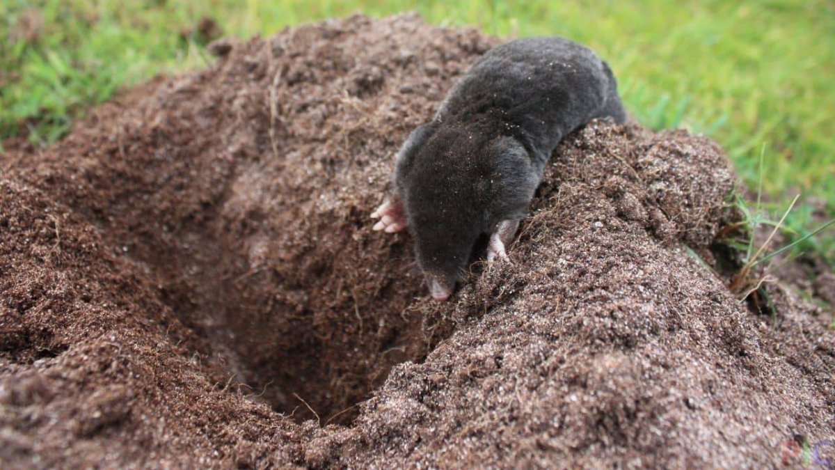 Крысы живут под землей