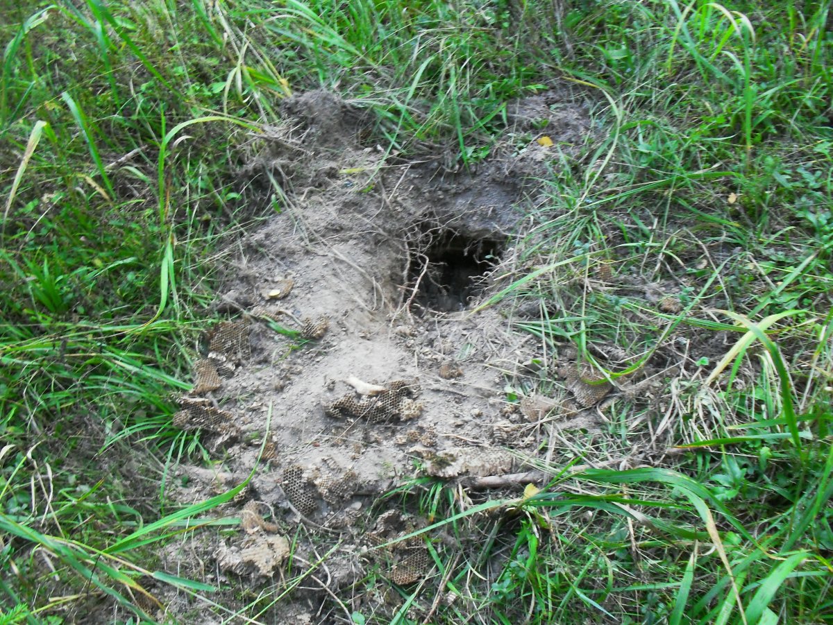 Уссурийская белозубка