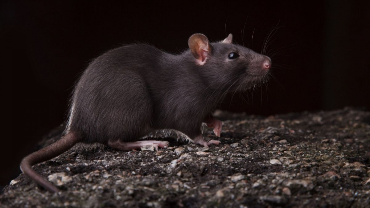 Мыши на даче