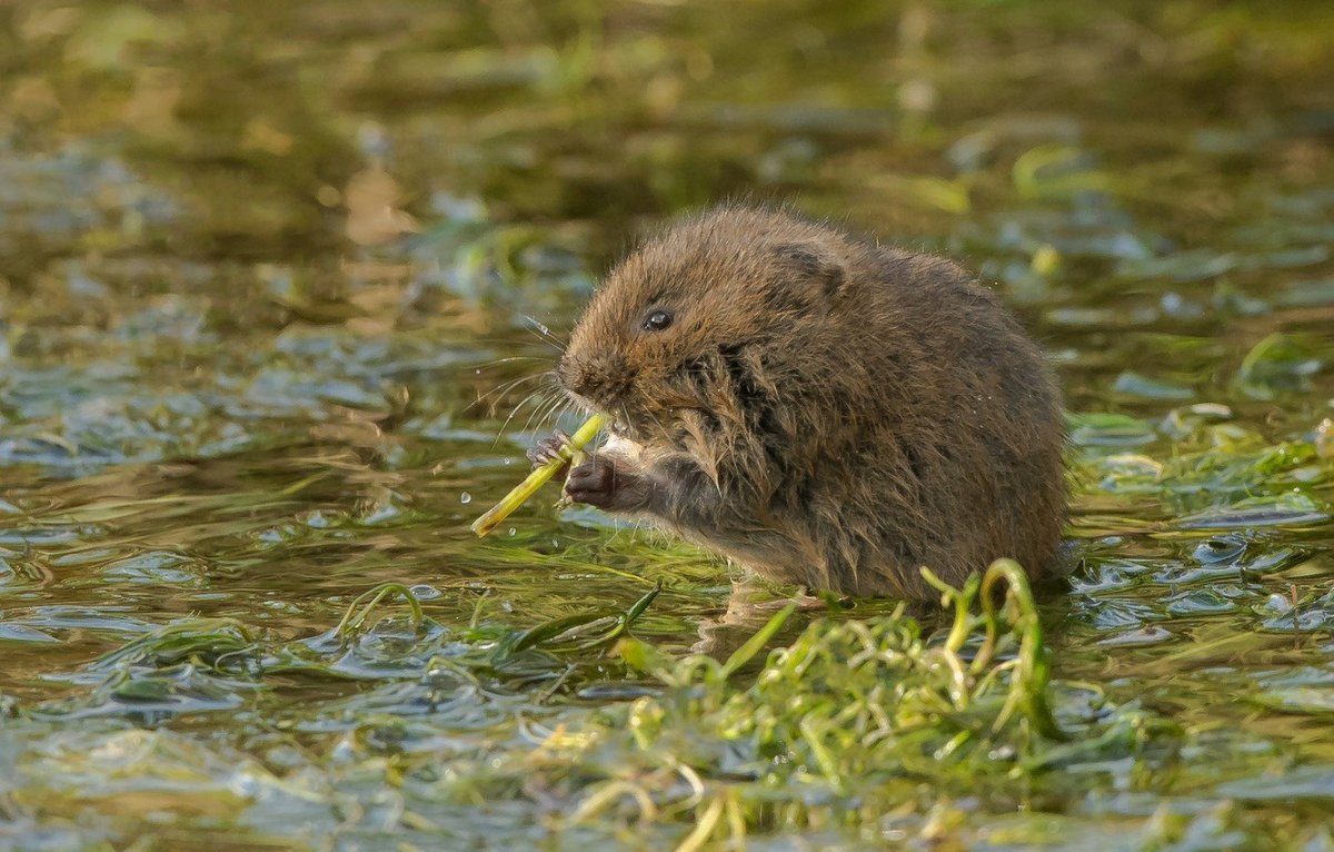 Лесная мышь, Полевая мышь, домовая мышь