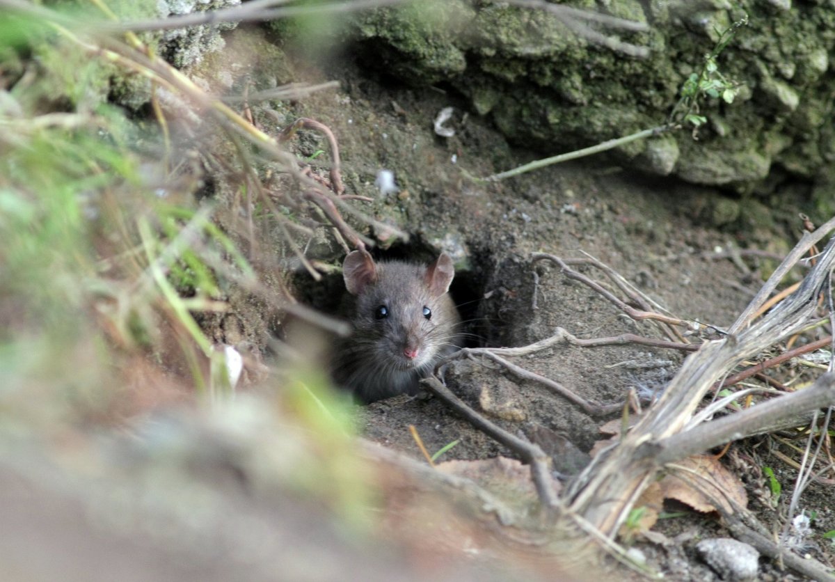 Мышиная норка