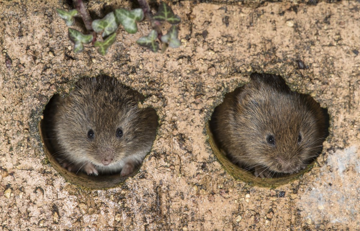 Норы водяной крысы