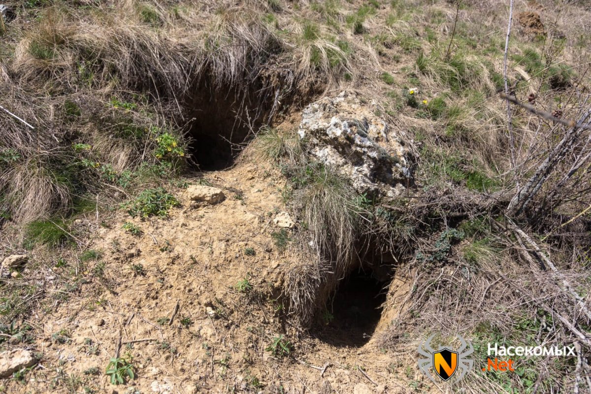 Нора мыши полевки