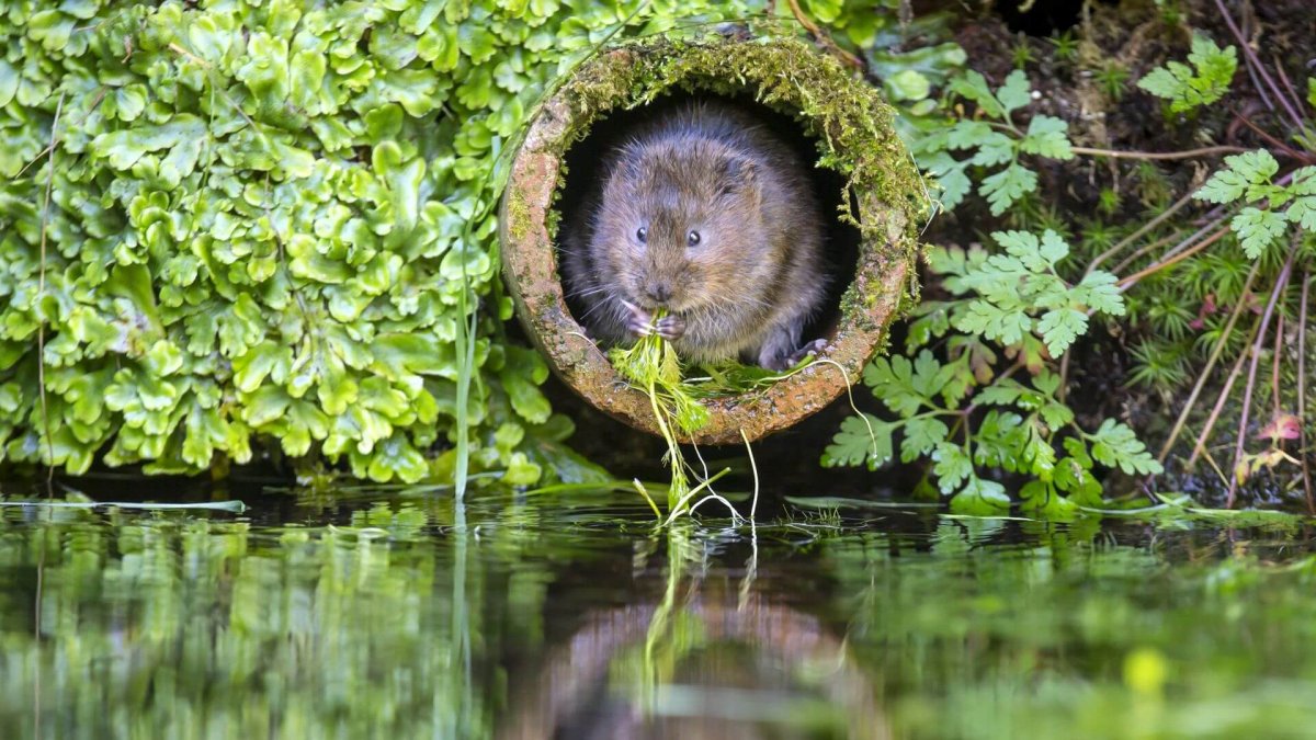 Земляной Крот фото