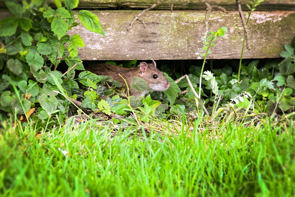 Водяная полевка Норы