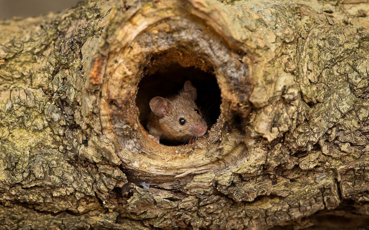 Мышка полевка белая