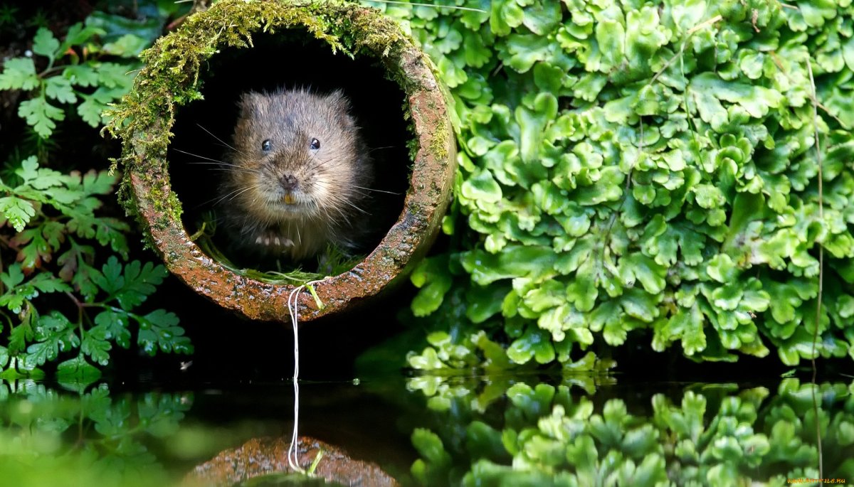 Водяная полевка норка