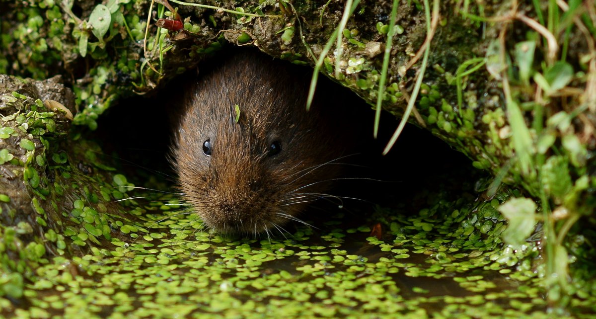 Норы кротов