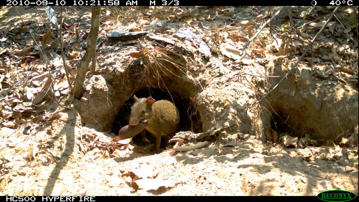 Мышь в норке