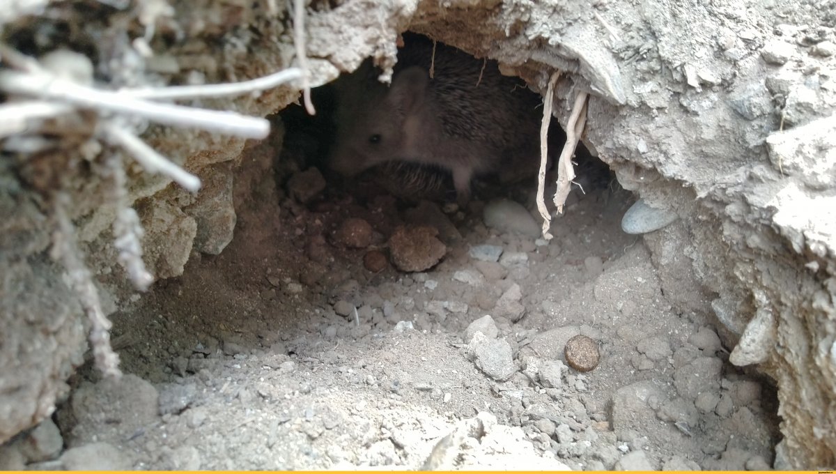 Земляная крыса в огороде Норы