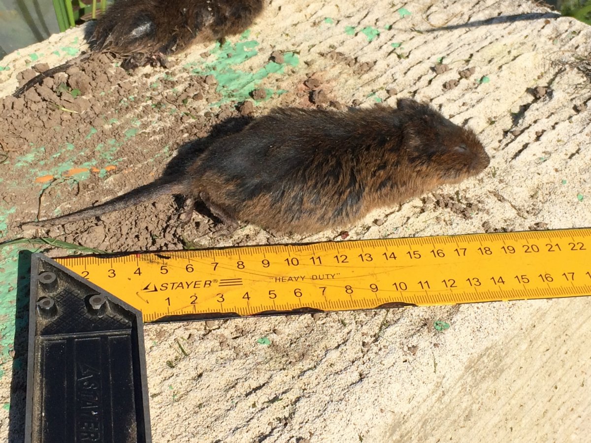 Буковинский слепыш