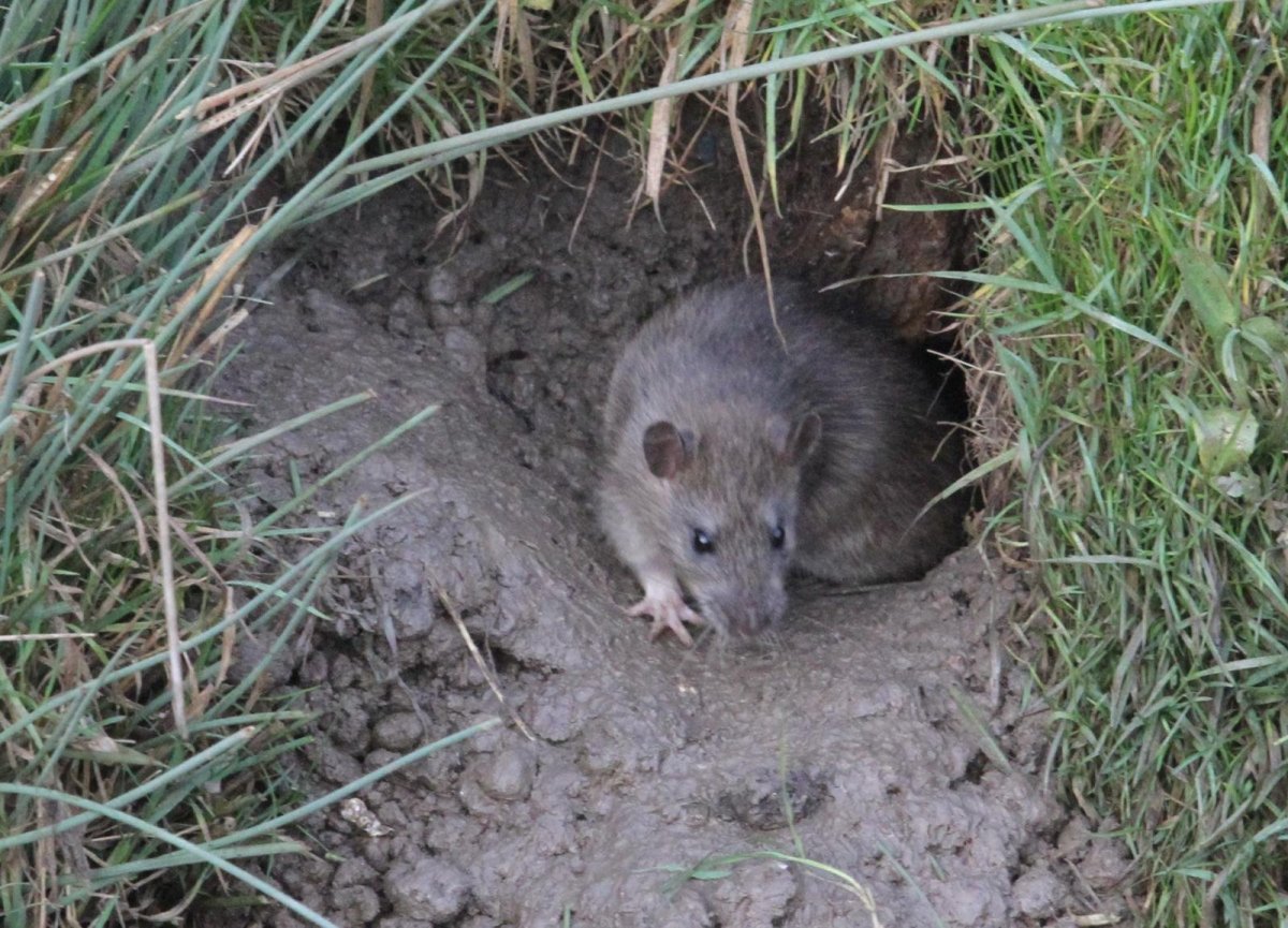 Земляная собачка Карелия