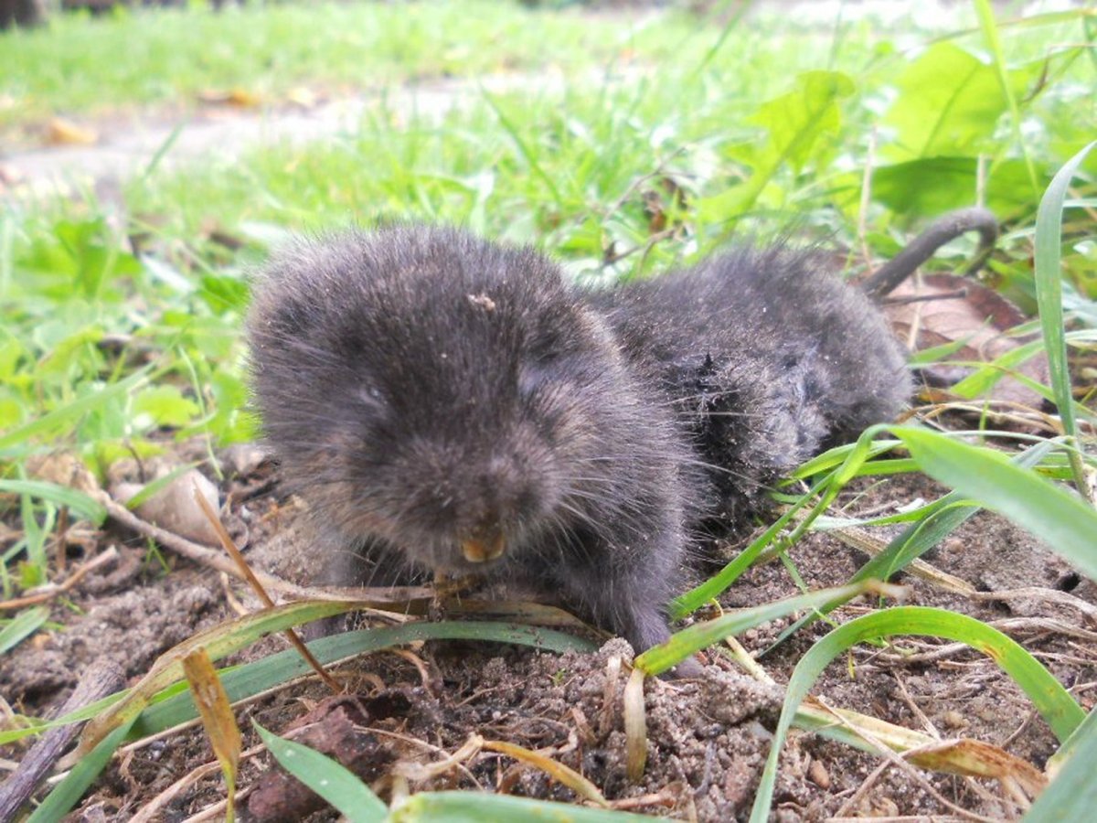 Норы водяной крысы