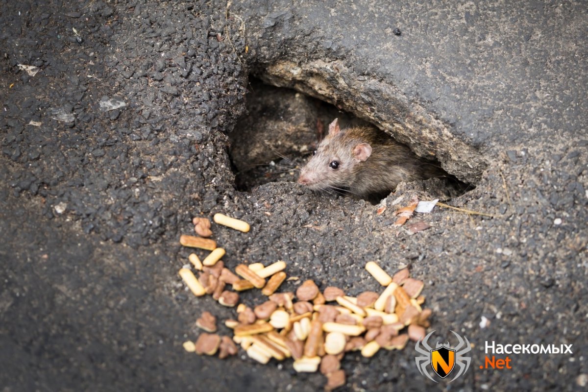 Земляная крыса лемминг