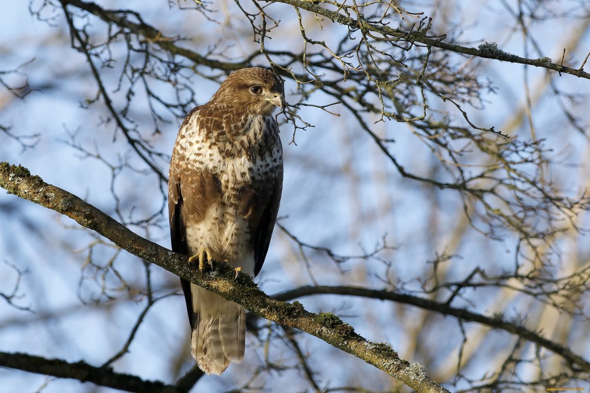 Сойка Подмосковная
