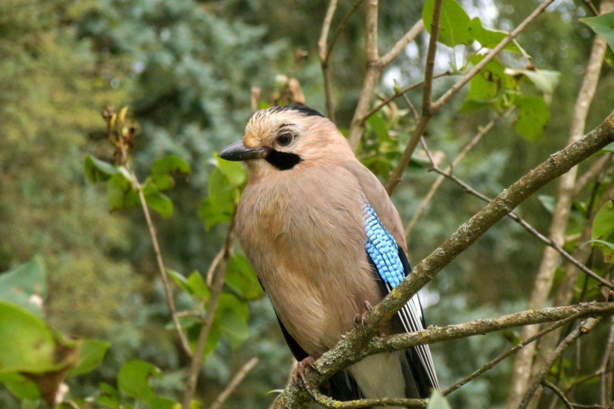 Дрозд рябинник зимой