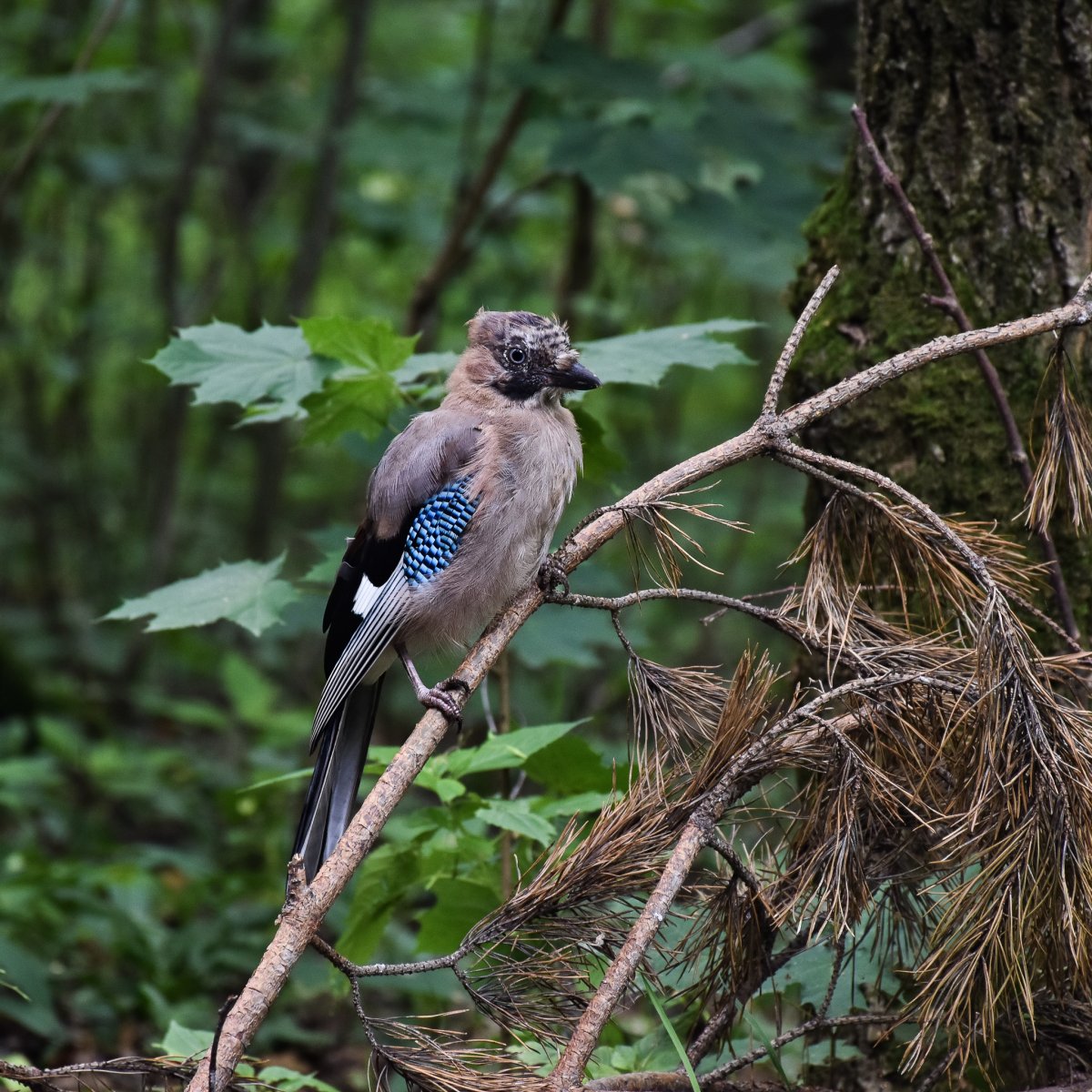 Большие птицы Подмосковья