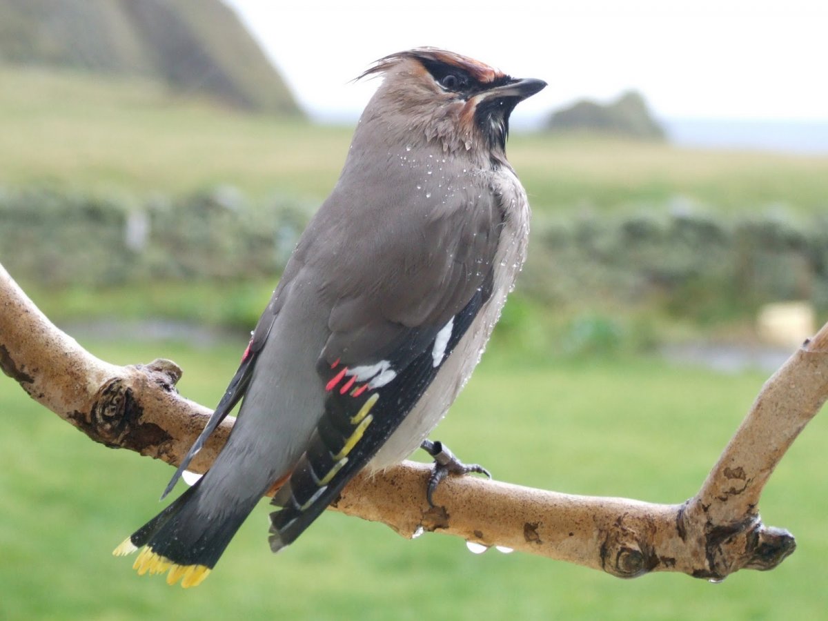 Лазоревка и большая синица