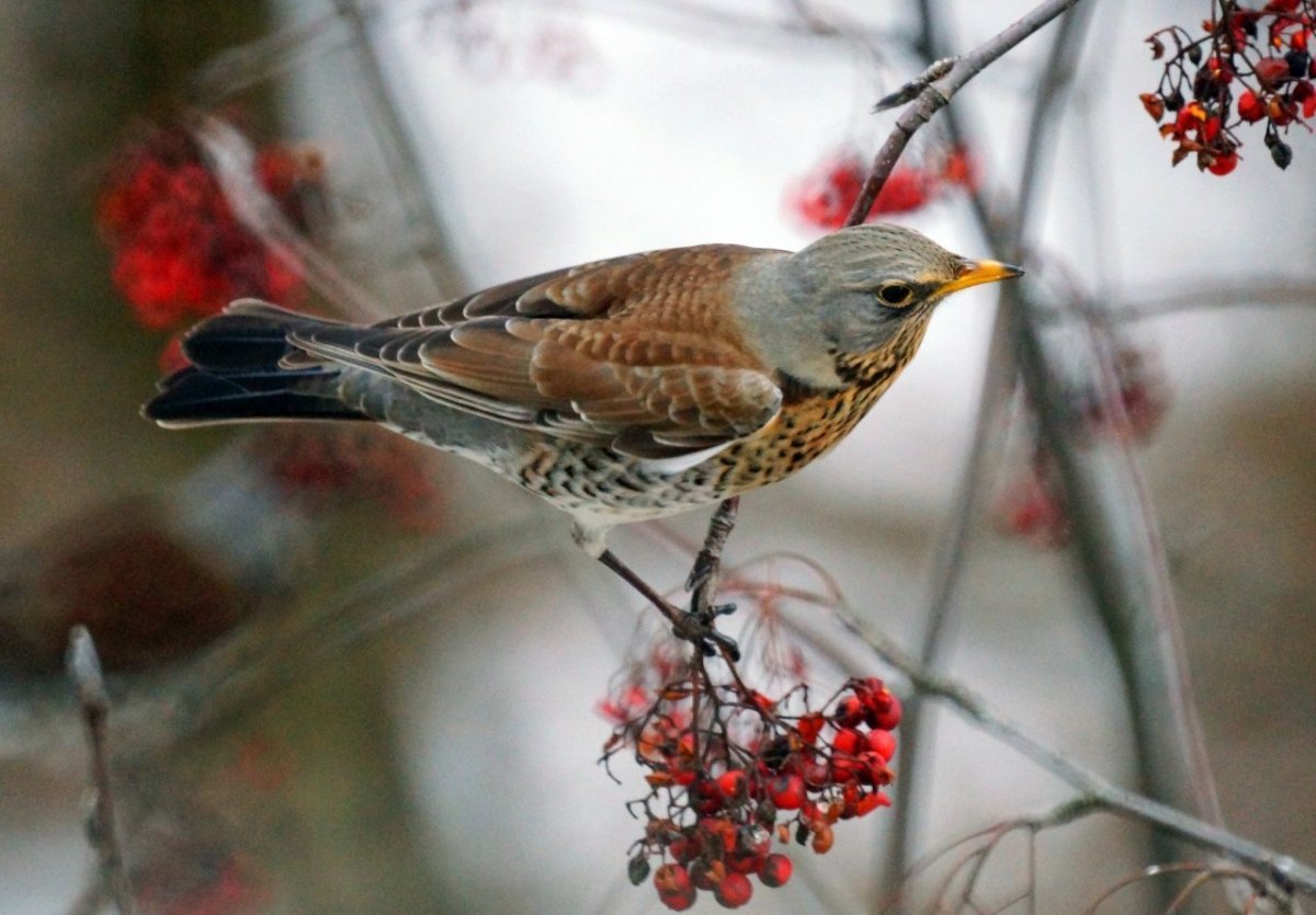 Сойка Подмосковная