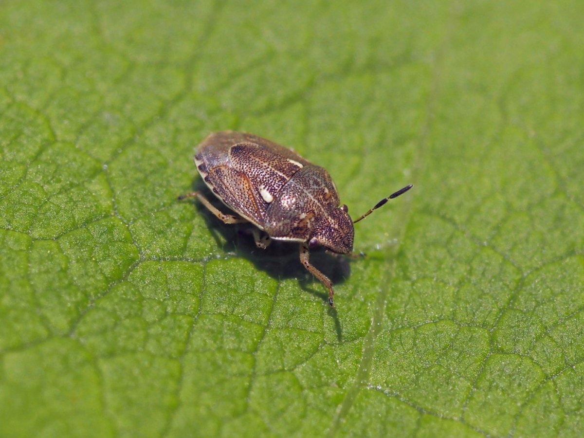 Жук клоп черепашка