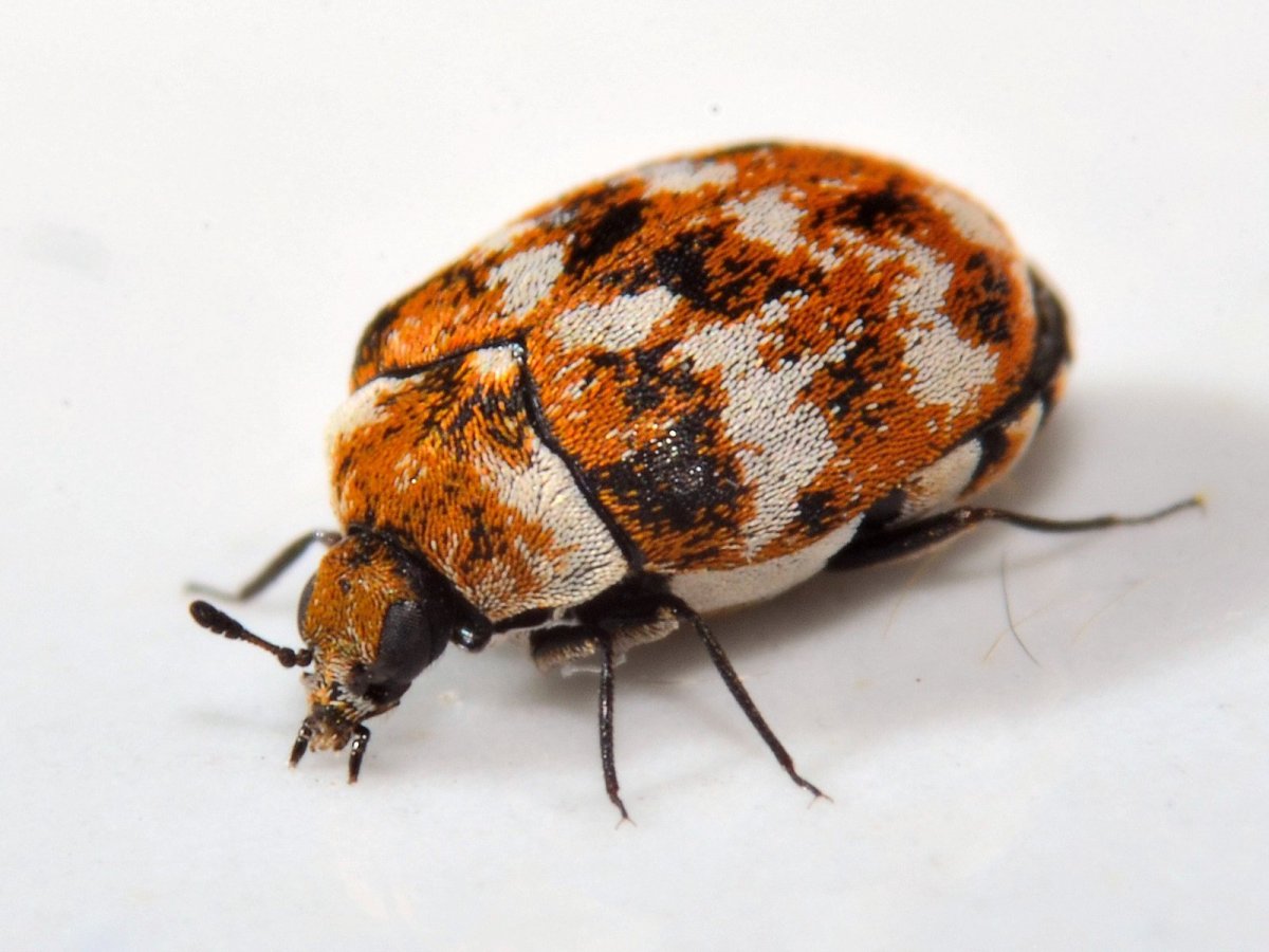 Точильщик Жук мучной Жук