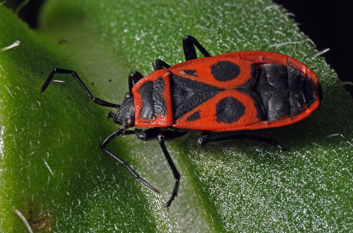 Жук клоп квартирный