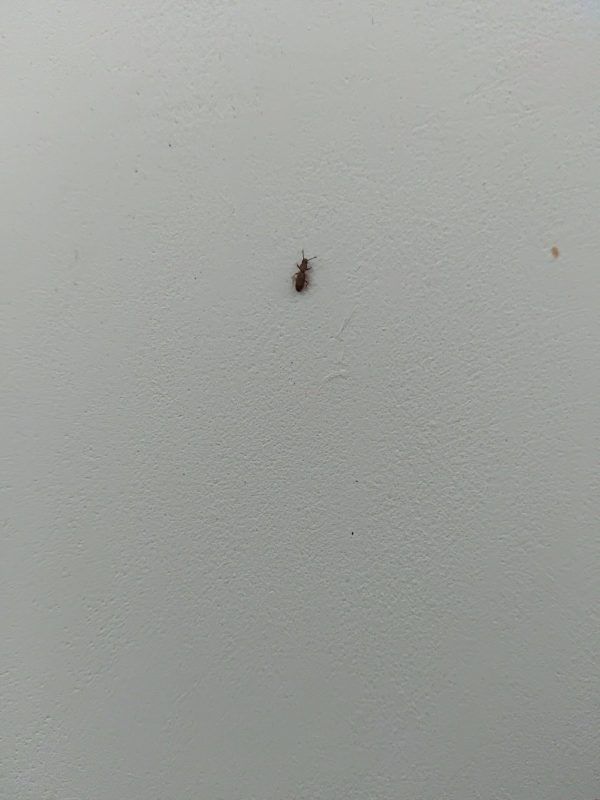 Жук клоп квартирный