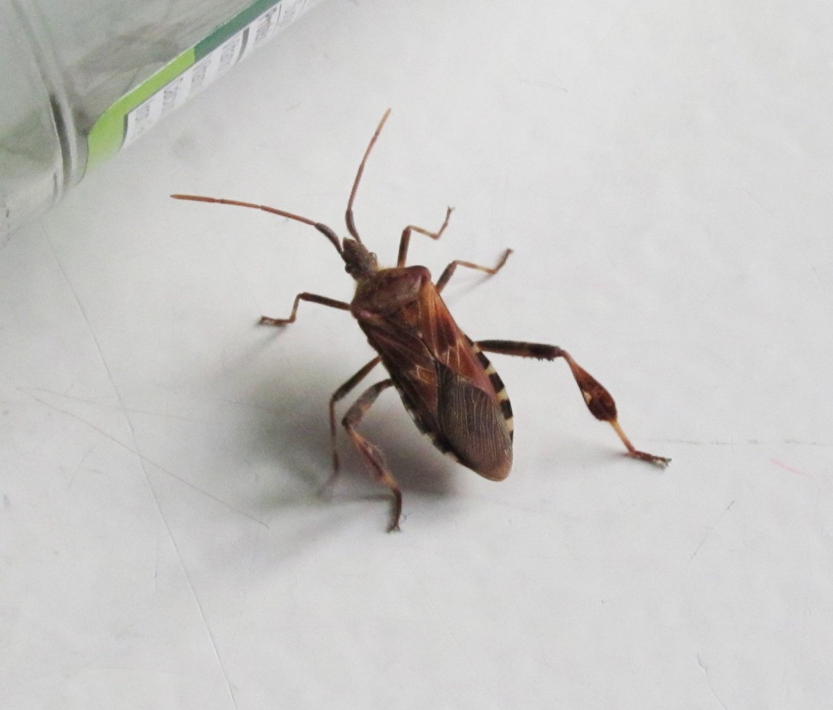 Кровососущие маленькие черные жучки