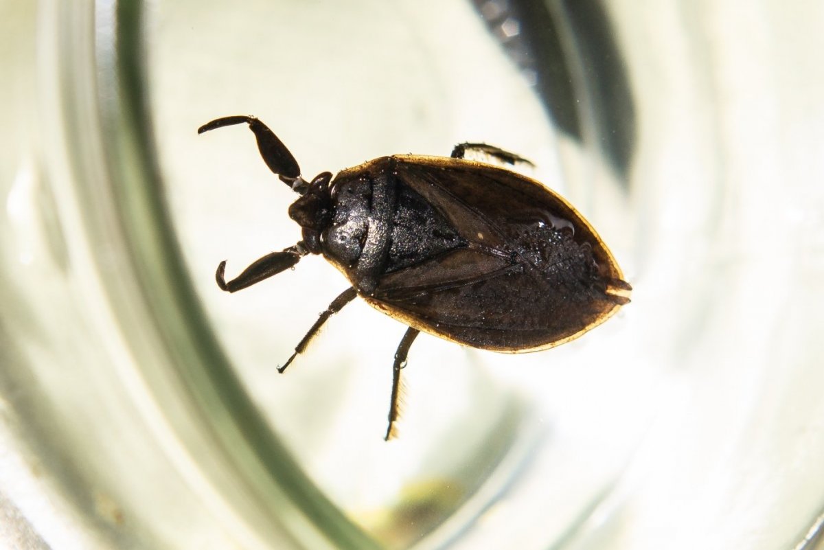 Жук клоп квартирный