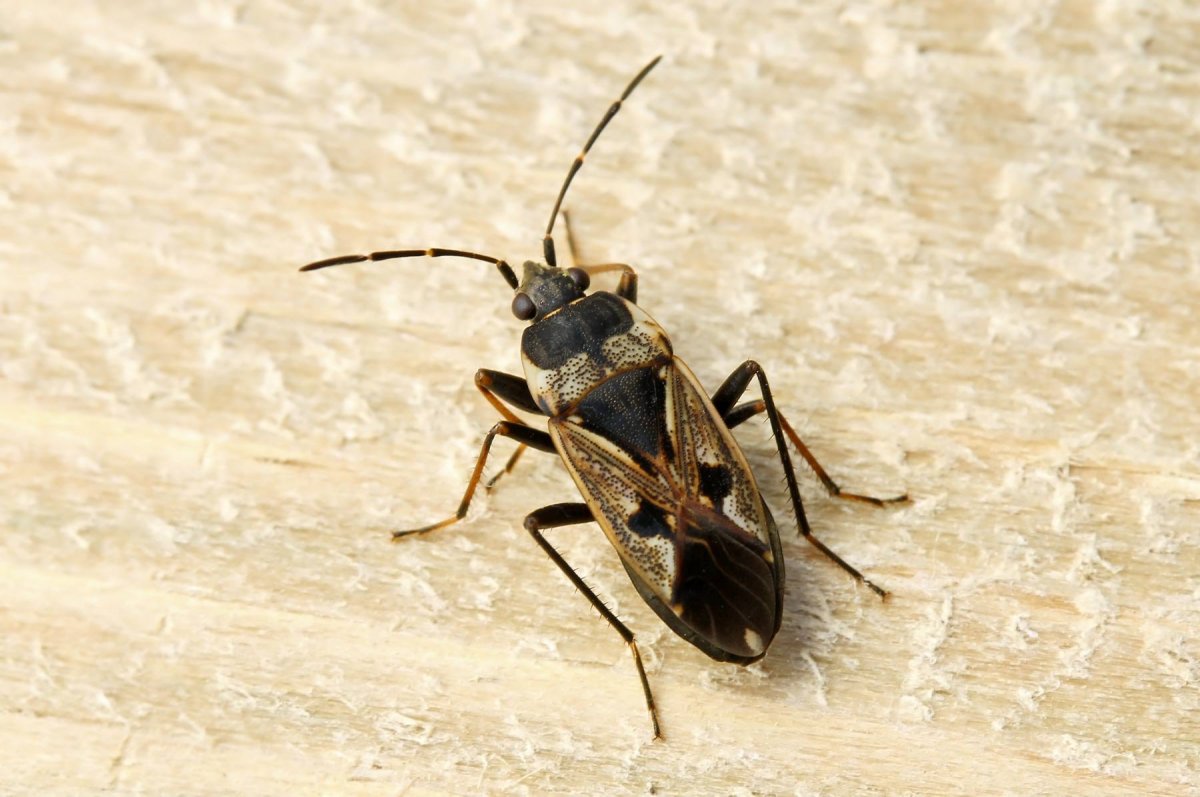 Жук наземник