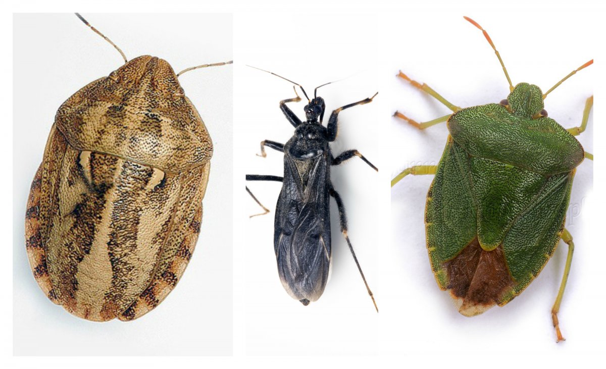 Кукарача американский таракан