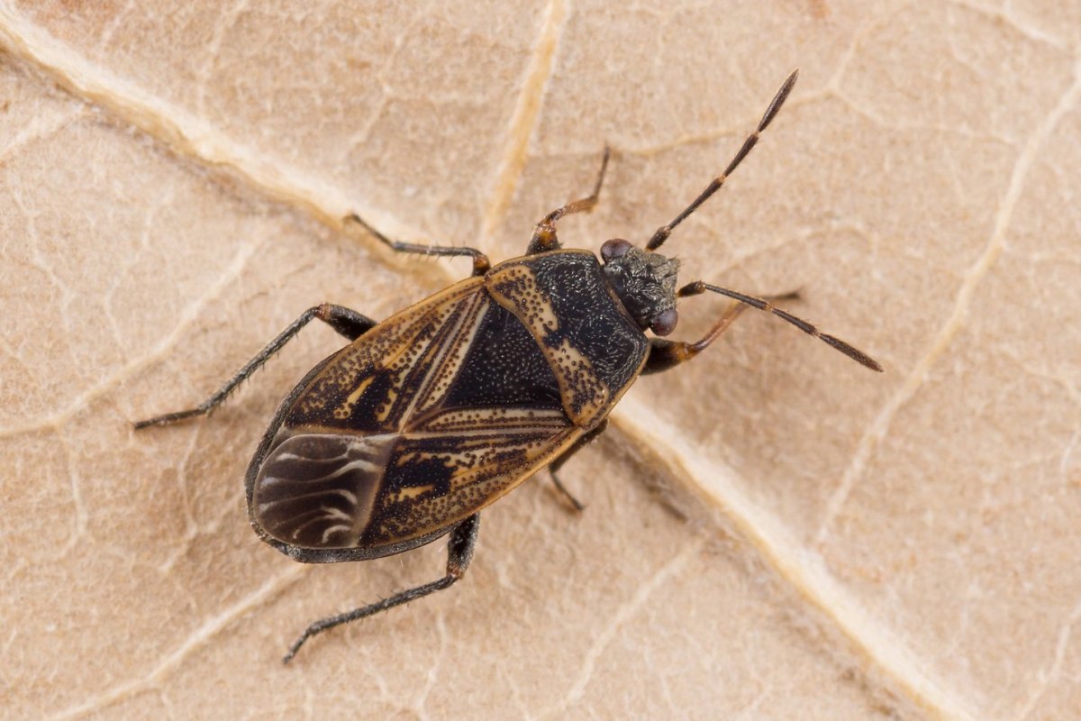 Жук клоп квартирный