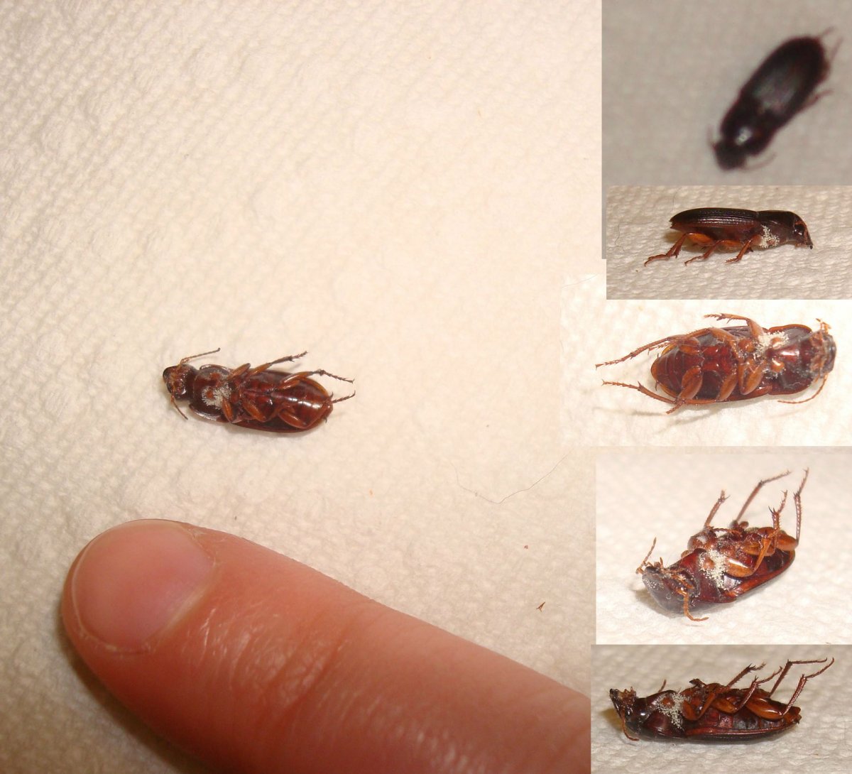 Клоп щитник травяной