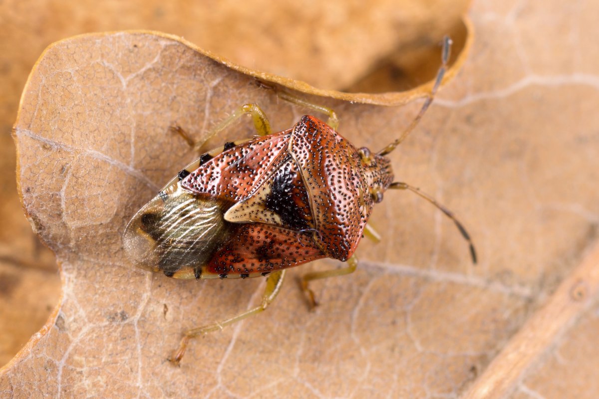 Жук кожеед Anthrenus