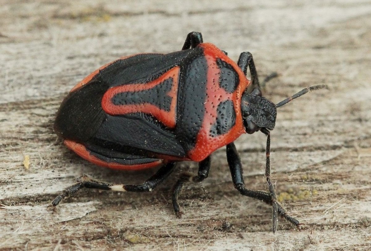 Жучок мукоед