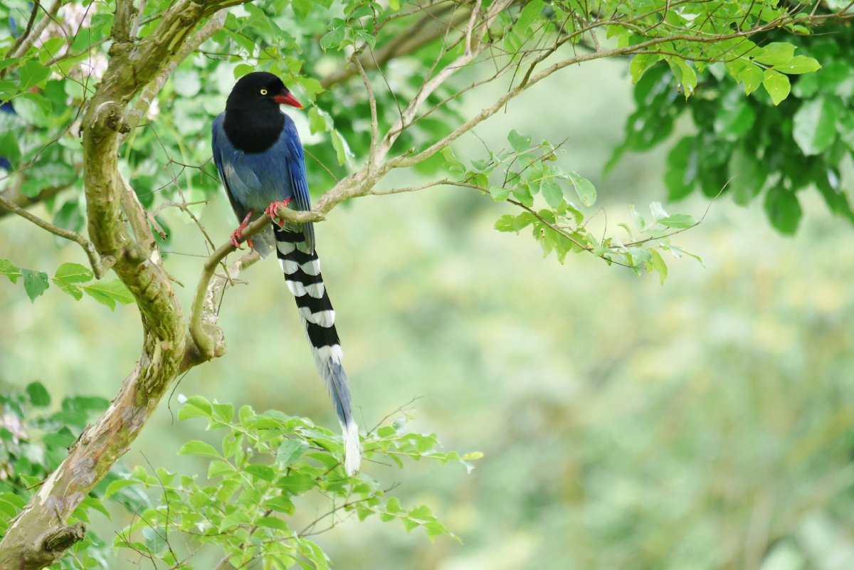 Африканские птицы весной