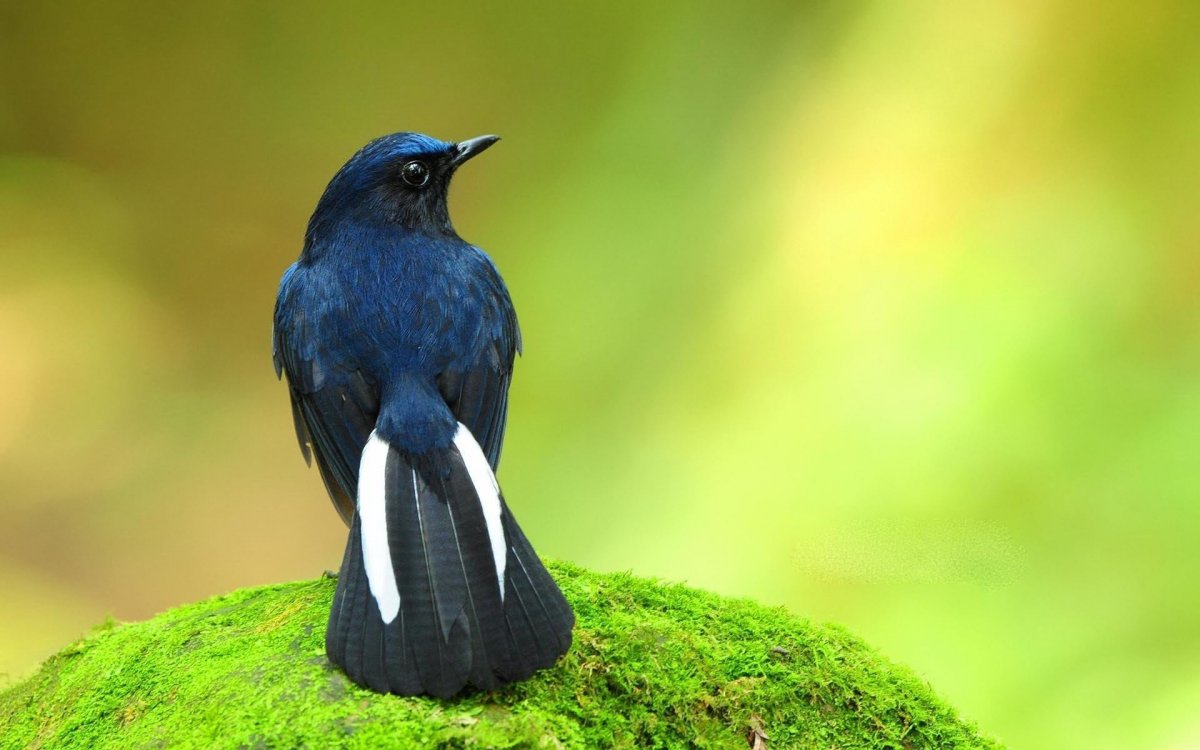 Широкохвостая Райская вдовушка