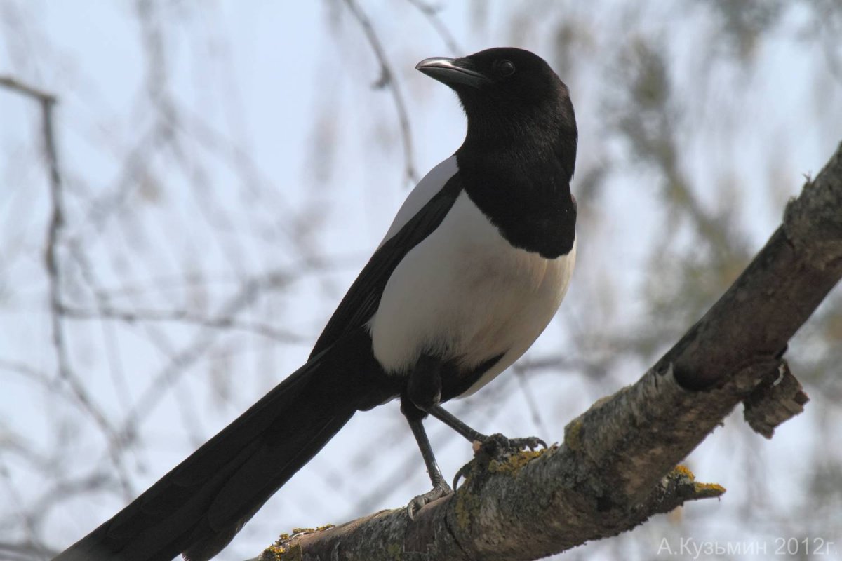Птицы с большими хвостами