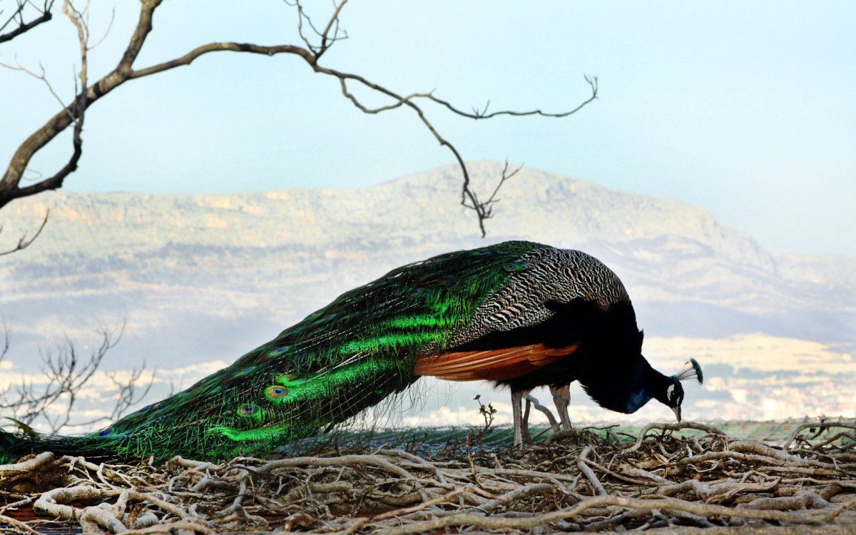 Красивые окрасы птиц