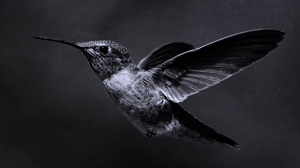 Темные птицы