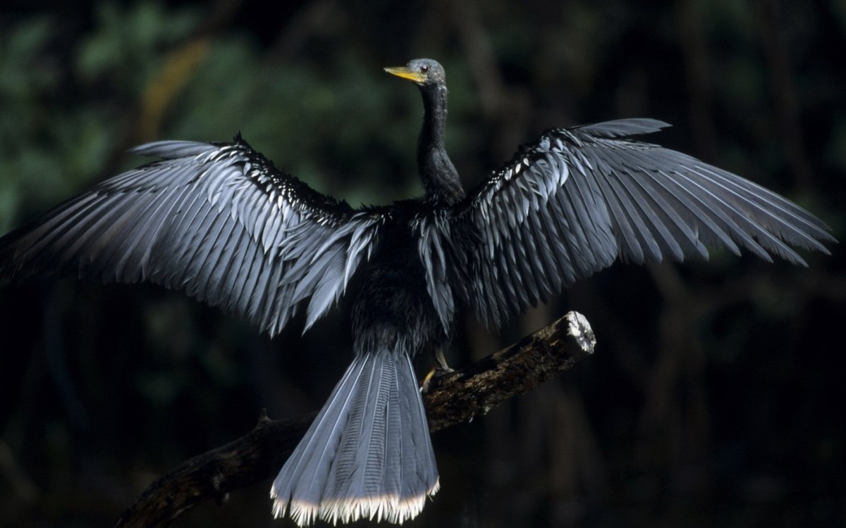 Черная птица с красными крыльями
