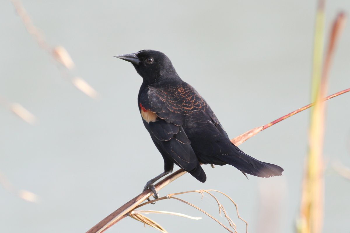 Птицы Мексики