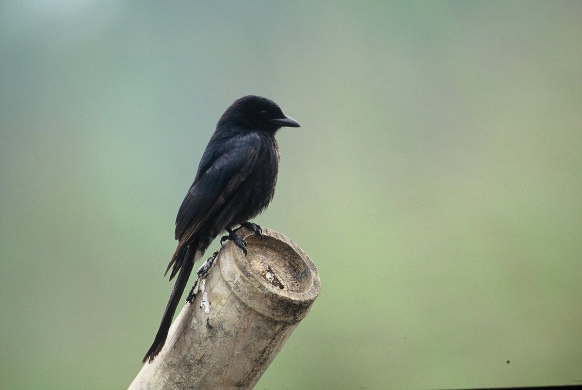 Маленькая черная птица