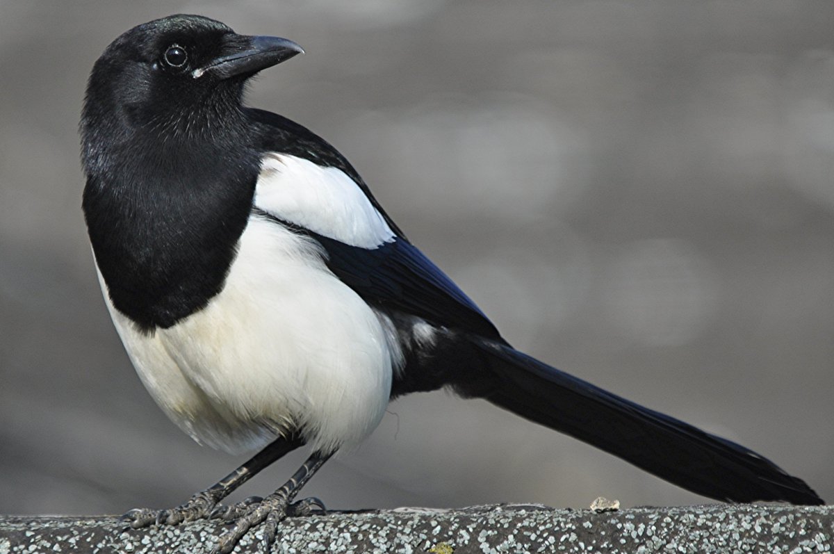 Черная птица с синим капюшоном