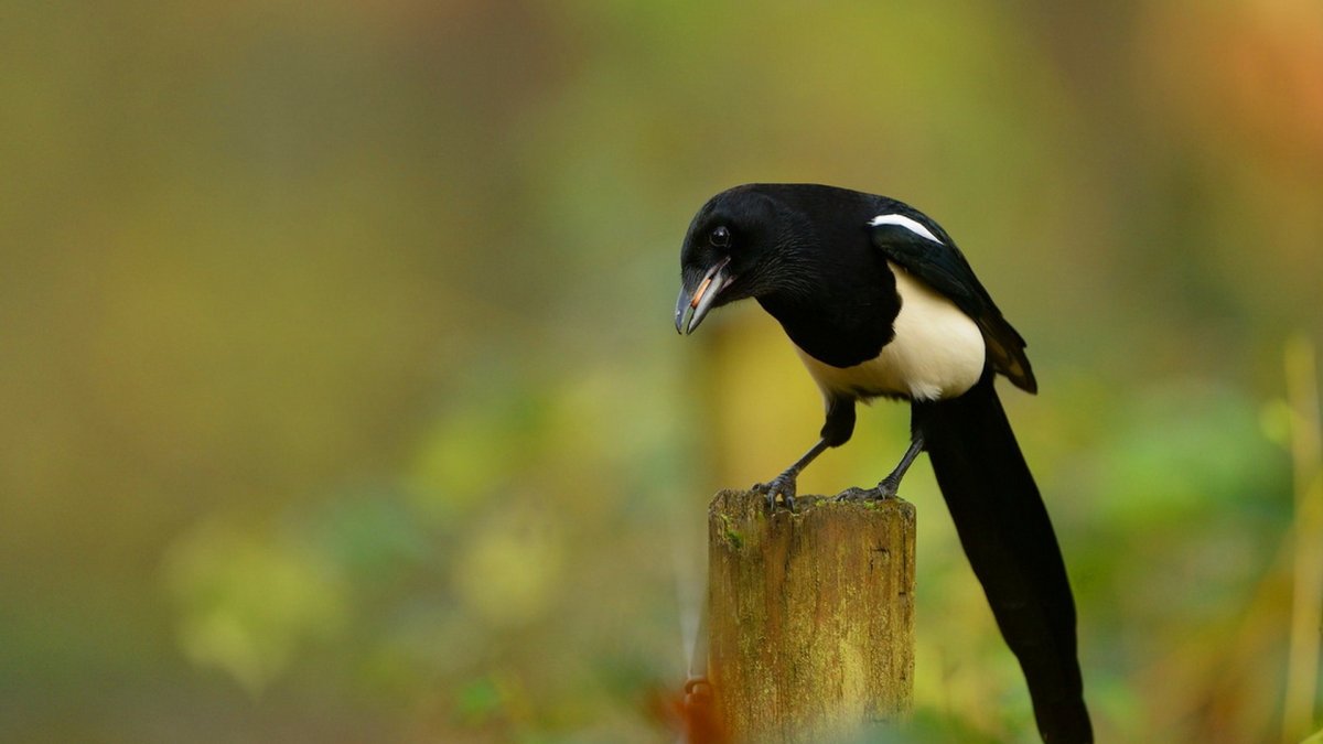 Черная птичка Весенняя