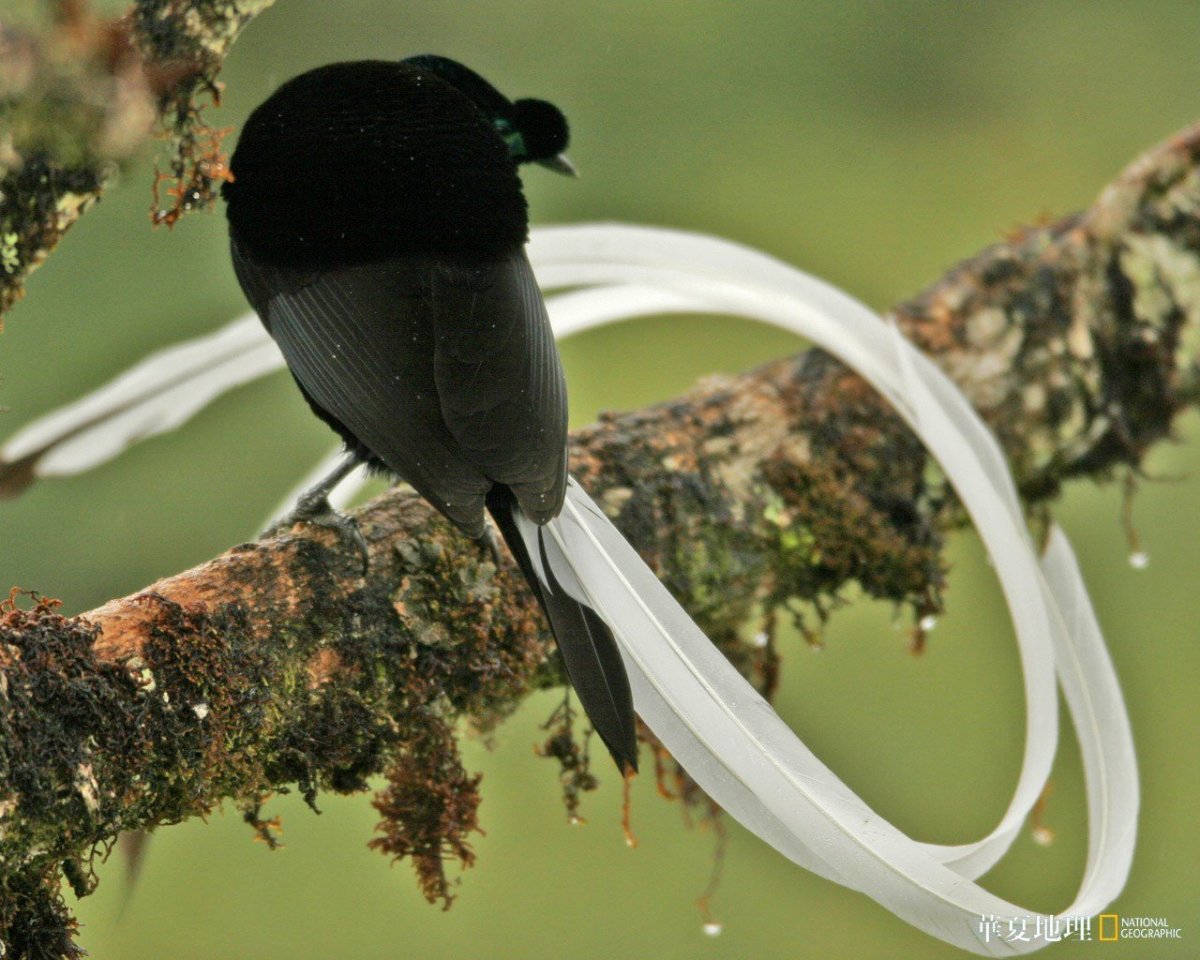 Лирохвостый бархатный Ткач